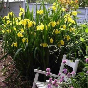 50 established yellow iris rhizome roots.